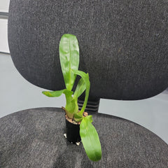 Pack of Grammatophyllum (Mericlone)