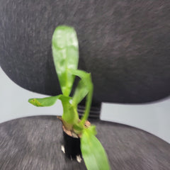 Pack of Grammatophyllum (Mericlone)