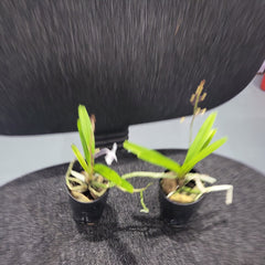 Vanda coerulescens (Sky Blue Vanda Species)