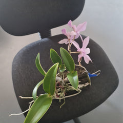 Cattleya Nobilior Var. Amaliae 'Select'