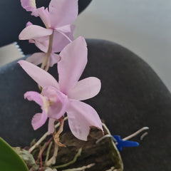 Cattleya Nobilior Var. Amaliae 'Select'