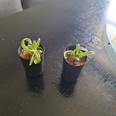 Dendrobium Burana Jade (Variegated)