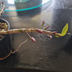 Dendrobium Mackay Parish