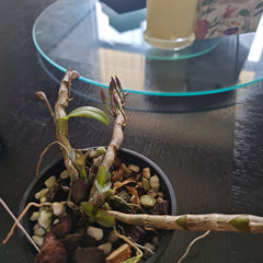 Dendrobium Mackay Parish