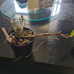 Dendrobium Mackay Parish