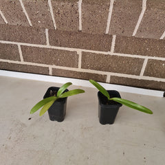 Paphiopedilum philippinense x sib