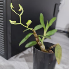 Dendrobium officinale (IN BUDS NOW)