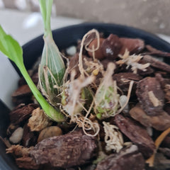 Chysis limminghei (RARE SPECIES)