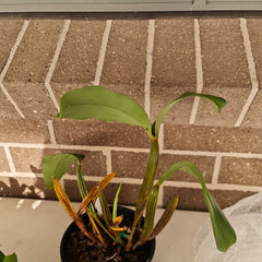 Dendrobium forbesii (Species, RARE)