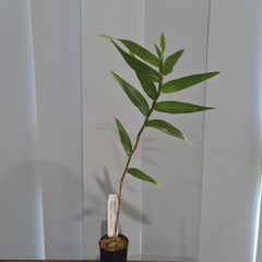 Dendrobium Gowan's Tangello AM/AOC (Dendrobium mohlianum × Dendrobium melinanthum)