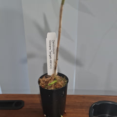 Dendrobium Gowan's Tangello AM/AOC (Dendrobium mohlianum × Dendrobium melinanthum)