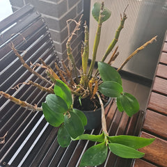 Dendrobium rigidifolium x Roy Tokunga