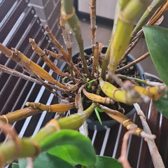 Dendrobium rigidifolium x Roy Tokunga