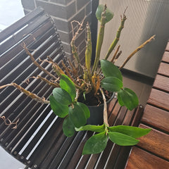 Dendrobium rigidifolium x Roy Tokunga