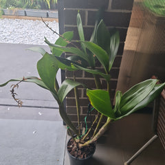 Dendrobium Macrophyllum (syn. gordoni) (Fragrant Species)