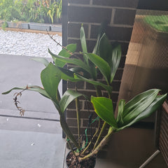 Dendrobium Macrophyllum (syn. gordoni) (Fragrant Species)