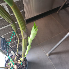 Dendrobium Macrophyllum (syn. gordoni) (Fragrant Species)