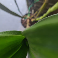 Dendrobium Macrophyllum (syn. gordoni) (Fragrant Species)