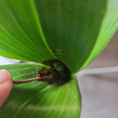 Dendrobium Macrophyllum (syn. gordoni) (Fragrant Species)