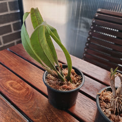 Psychopsis Mendenhall ‘Hildos’ ( Butterfly Orchid) Long Lasting flowers