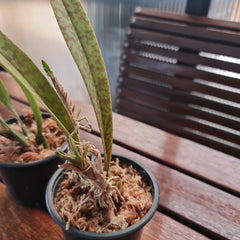 Psychopsis Mendenhall ‘Hildos’ ( Butterfly Orchid) Long Lasting flowers