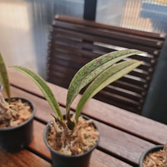 Psychopsis Mendenhall ‘Hildos’ ( Butterfly Orchid) Long Lasting flowers