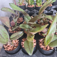 Psychopsis Mendenhall ‘Hildos’ (Mericlone) Long Lasting flowers