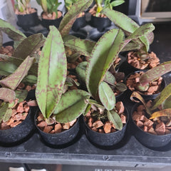 Psychopsis Mendenhall ‘Hildos’ (Mericlone) Long Lasting flowers