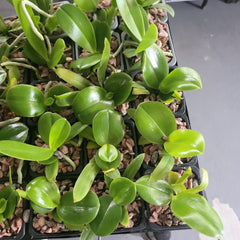 Phalaenopsis amboinensis 'Nicole' AM/AOS (Miniature Species from Indonesia)