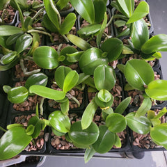 Phalaenopsis amboinensis 'Nicole' AM/AOS (Miniature Species from Indonesia)