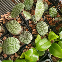 Phalaenopsis philippinensis (RARE MOTTLED VARIETY)