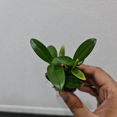 Dendrobium Hsinying Smile 'Mont Blanc'