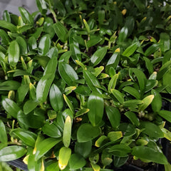 Dendrobium Hsinying Smile 'Mont Blanc'