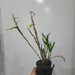 Dendrobium bullenianum