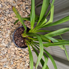 Cym. Rocky Creek 'Gotcha' (MERICLONE)