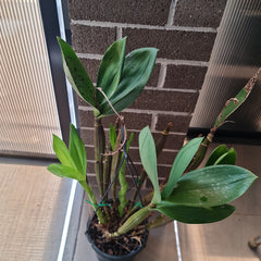 Dendrobium Jungle Gem x shiraishii