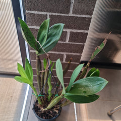 Dendrobium Jungle Gem x shiraishii