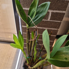 Dendrobium Jungle Gem x shiraishii