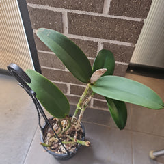 C. amethystoglossa ‘Camino Real’ x H&R Supreme AM/AOS