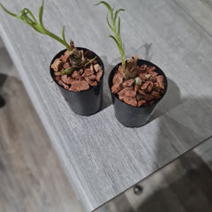 Clowesia Grace Dunn 'Chadd Ford' MERICLONE