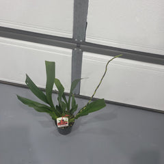 Oncidium Aka Baby 'Raspberry Chocolate' (In multiple flower spikes)