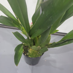 Oncidium Aka Baby 'Raspberry Chocolate' (In multiple flower spikes)