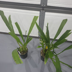 Zygopetalum Debbie De Mellow 'Honolulu Bay'