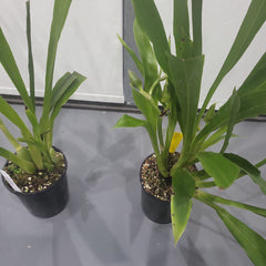 Zygopetalum Debbie De Mellow 'Honolulu Bay'