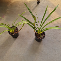 ( Peloric) Cymbidium Rothesy 'Butterfly' (IN FLOWER BUDS NOW)