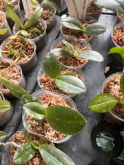 Phalaenopsis gigantea forma alba MC (VERY RARE SPECIES)