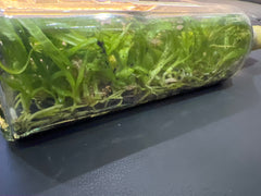 Dendrobium Aridang Blue (Hybrid Flask - Whiskey Bottle) ex Thailand