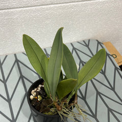 Bulbophyllum blaoense (Rare Species)