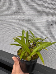 Brasiliorchis schunkeana