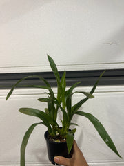 Zygopetalum Jumpin Jack (Skippy Ku x Artur Elle) Fragrant